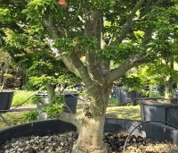 Acer palmatum 'Shishigashira' - Japanse Esdoorn 'Shishigashira' - 2