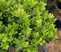 Ilex crenata 'Green Hedge' - Japanse hulst - 2