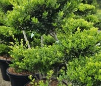 Ilex crenata 'Green Hedge' - Japanse hulst - vormsnoei