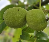 Juglans regia 'Bella Maria' - Walnoot 'Bella Maria' - 1