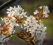 Amelanchier 'Ballerina' bloesem