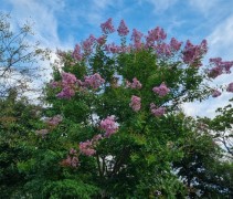 Lagerstroemia indica 'Rosea'