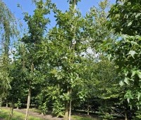 Quercus cerris - Moseik - 4