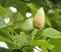 Liriodendron tulipifera