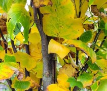 Liriodendron tulipifera 'Fastigiatum'