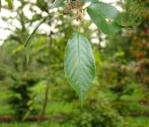 Prunus subhirtella 'Autumnalis' blad