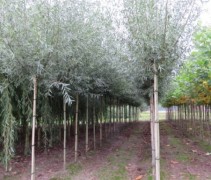 Salix alba 'Liempde'