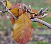 Magnolia 'Goldstar' - 1691 nov 2023