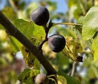 Ficus carica 'Brown Turkey' - Vijg 'Brown Turkey' - 1