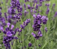 Lavandula angustifolia 'Hidcote' - Lavendel 'Hidcote' - 1