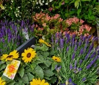 Lavandula angustifolia 'Hidcote' - Lavendel 'Hidcote' - mix