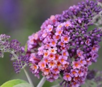 Vlinderstruik 'Flower Power' in bloei
