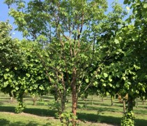 acer griseum x nikoense