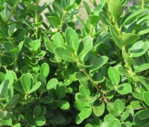 Ilex crenata Green Hedge