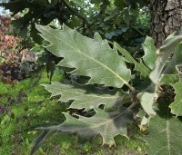 Quercus ithaburensis 'Hemelrijk Silver' - Semi- wintergroene eik 'Hemelrijk Silver' - 7