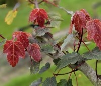 Acer rubrum 'Summer Red'  - Amerikaanse Esdoorn - 2