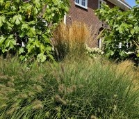Pennisetum alopecuroides 'Hameln' - Lampenpoetsersgras 'Hameln' - 7