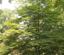 Fagus sylvatica 'Aspleniifolia'
