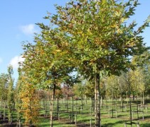 Platanus orientalis Minaret bomen