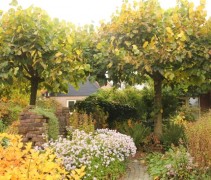 Tilia americana 'Nova'