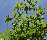 Quercus palustris - Moeraseik - 1