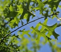Quercus palustris - Moeraseik - blad in mei