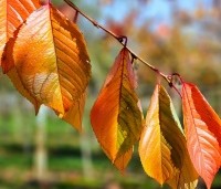 Prunus x yedoensis  - Yoshinokers - 1