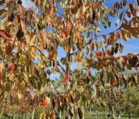 Prunus x yedoensis  - Yoshinokers - 2