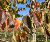 Prunus x yedoensis  - Yoshinokers - 3