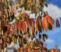 Prunus x yedoensis  - Yoshinokers - 4