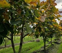 Quercus pontica - Pontische eik - 1