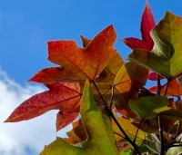 Liquidambar formosa 'Ellen' - Speciale amberboom met Aziatische roots - vele tinten herfstkleuren mogelijk