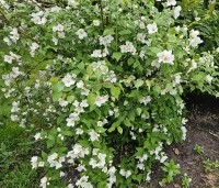 Philadelphus Belle Etoile - Jasmijn - 2