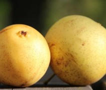 Pyrus pyrifolia 'Hosui'