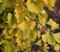 Ginkgo biloba 'Obelisk' - Japanse Notenboom 'Obelisk' - 3