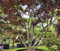 Acer palmatum 'Fireglow' - Japanse Esdoorn 'Fireglow' - 2