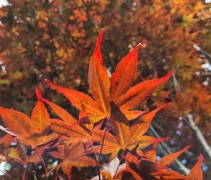 Acer palmatum 'Shojo Nomura'