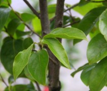 Diospyros Kaki