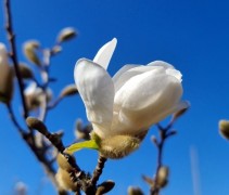 Magnolia loebneri 'Merrill'