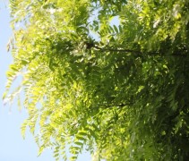 Gleditsia triacanthos Elegantissima 