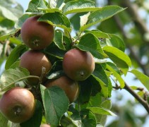 Malus domestica 'Summerred'