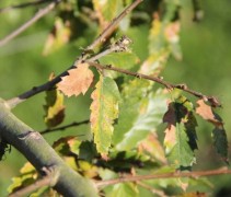 Quercus kewensis herfst