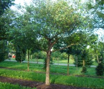 Betula nigra, vrije dakvorm 