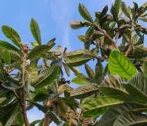 Eriobotrya Japonica