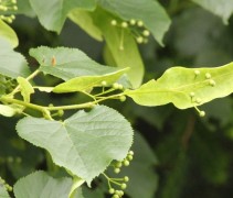 Tilia cordata