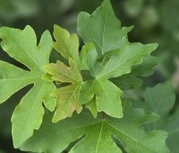 Acer campestre 'Green Column' - Zuilvormige veldesdoorn - 1