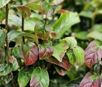 Parrotia persica 'Persian Spire' - Perzisch IJzerhout 'Persian Spire' - 1