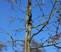 Quercus cerris 'Marmor Star' - Marmeren moseik - 1