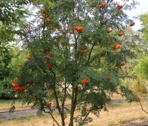 Sorbus Aucuparia