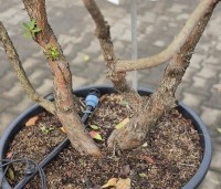 Arbutus unedo - Aardbeiboom - 5